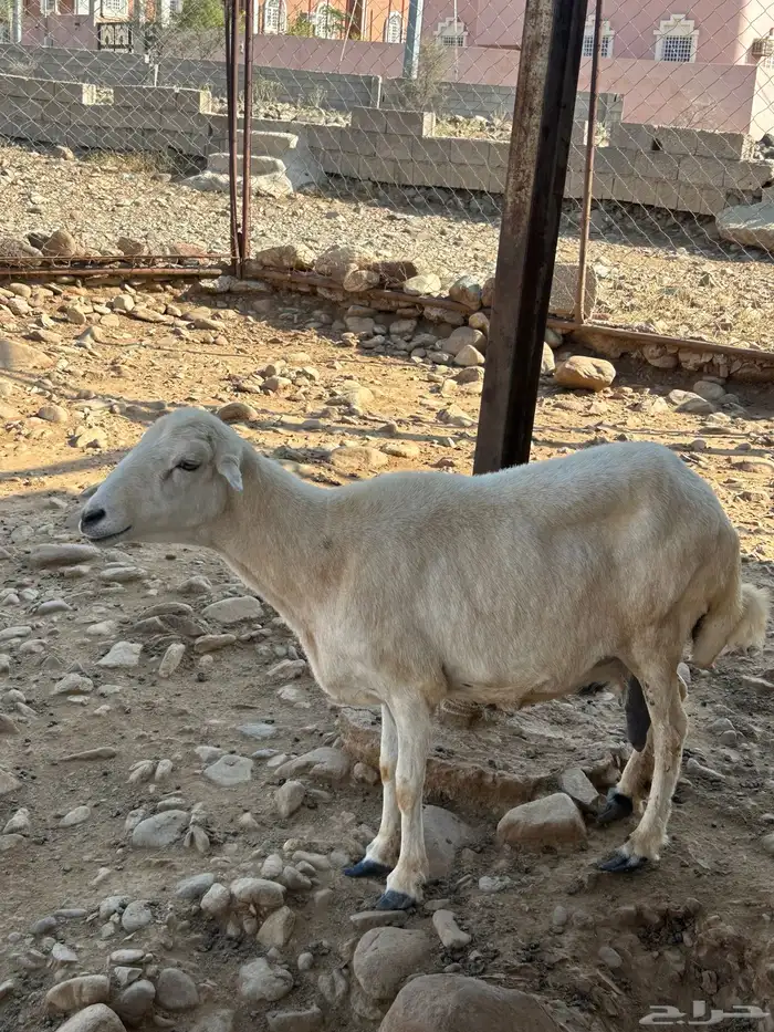 نعجه رفديه دافع 2