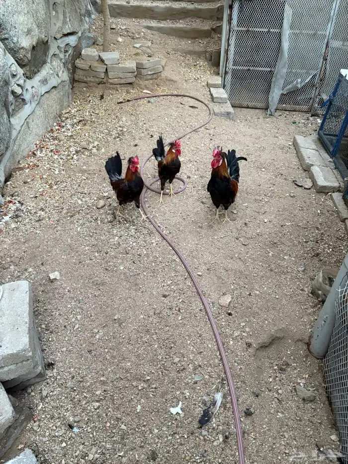 دجاج عربي 0