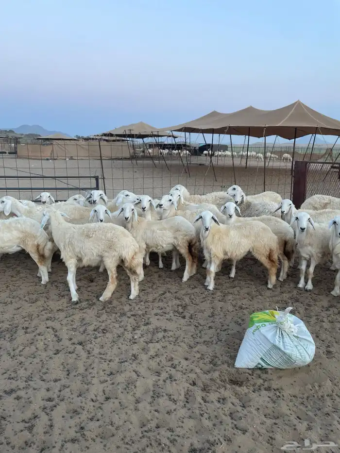 رخال مقنى وذبح 3