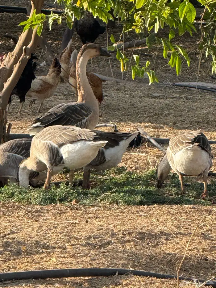 وز عراقي (توصيل مجاني داخل البكيرية ) 16