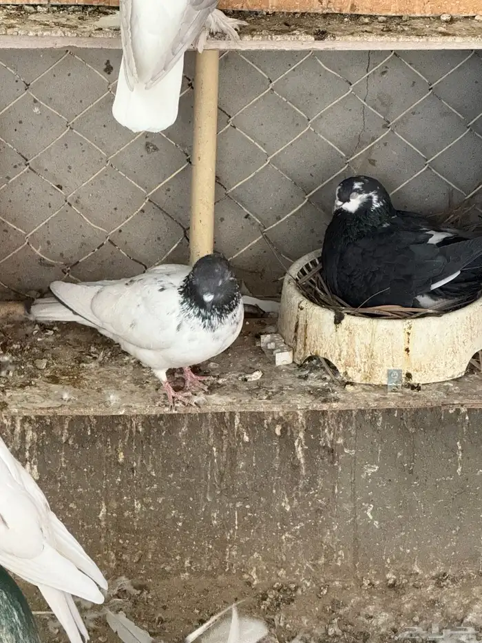 حمام للبيع 7