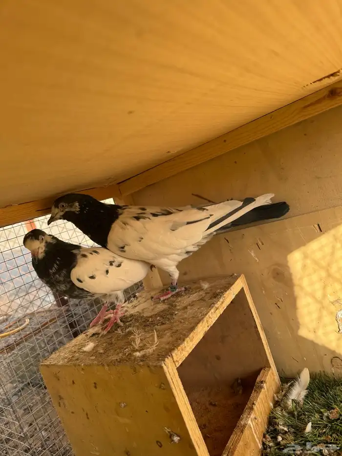 حمام باكستاني مستوى طيب 1