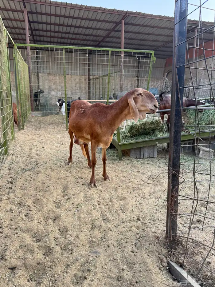 سوكني رخله حمراء ومعها طلي ورخله دورمان 5