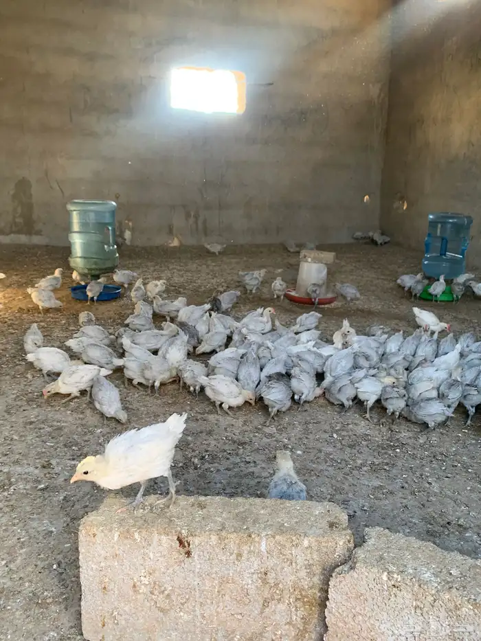 دجاج فيومي 3