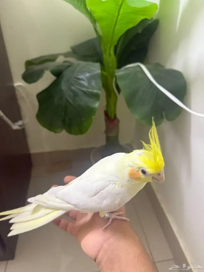 للبيع كروان متكلم لاتينو عيون حمر 4