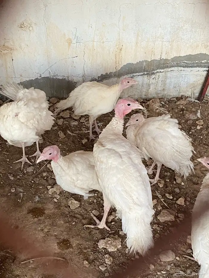 رومي كذالك وز للبيع 2