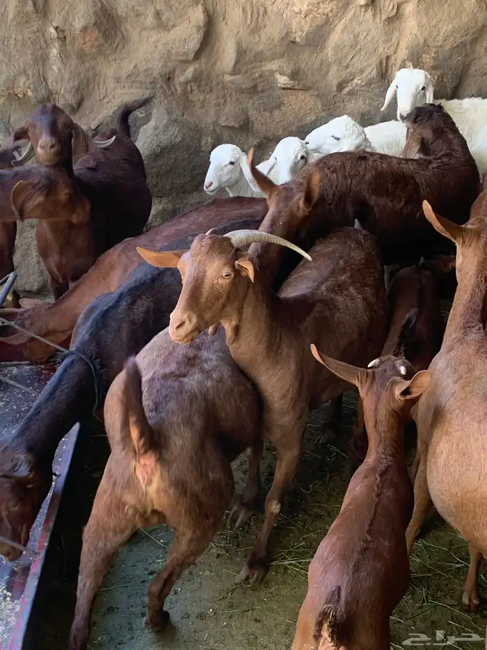 معزا جنوبيه مراح طيبه كلها من الجدعه الى السديدس تحتها تسعه 18