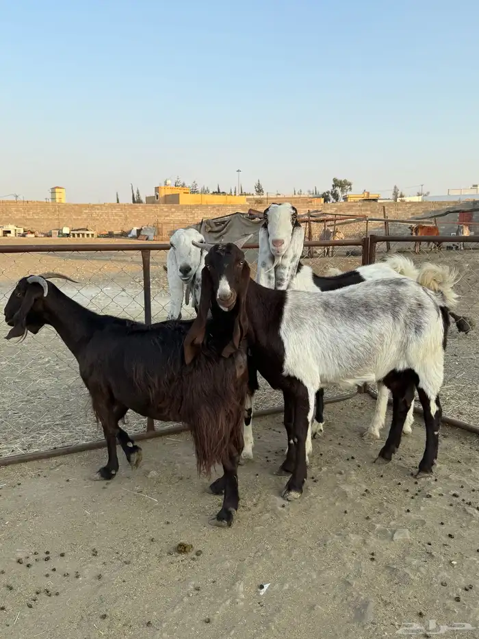 معزا هولنديات دفع للبيع 0