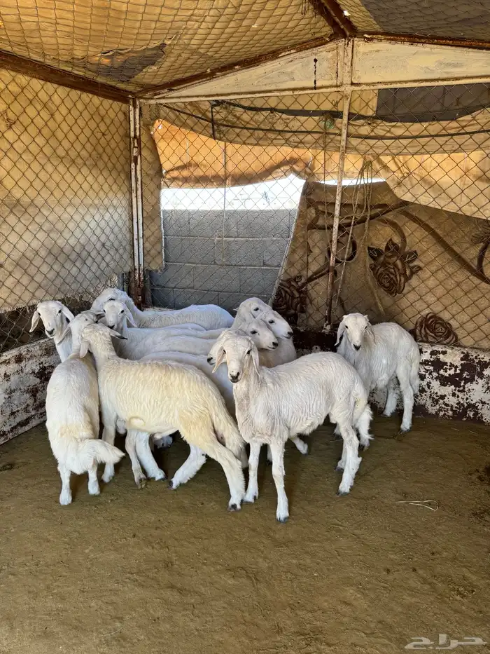 خرفان للبيع 3