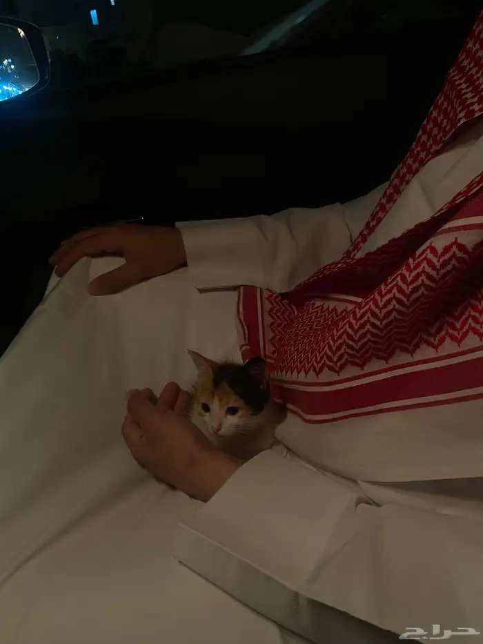 قطة للتبني 2