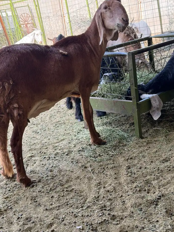 سوكني رخله حمراء ومعها طلي ورخله دورمان 1