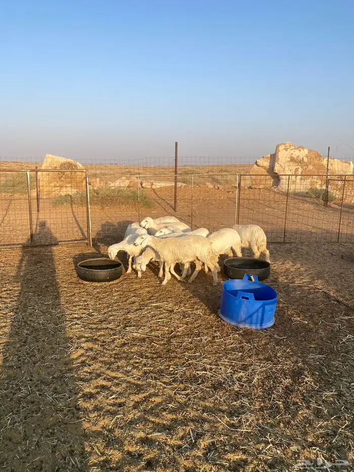 رخال خريات 1