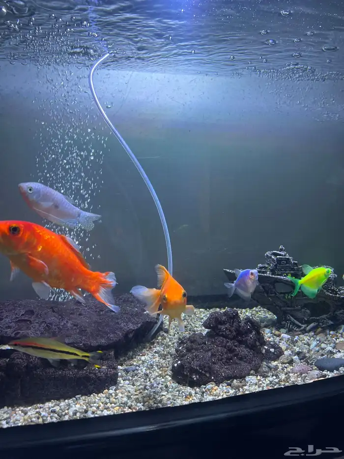 حوض اسماك فاخر 4