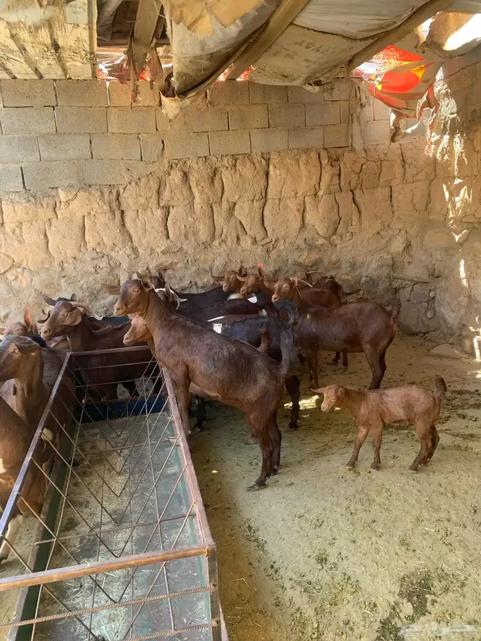 معزا جنوبيه مراح طيبه كلها من الجدعه الى السديدس تحتها تسعه 28