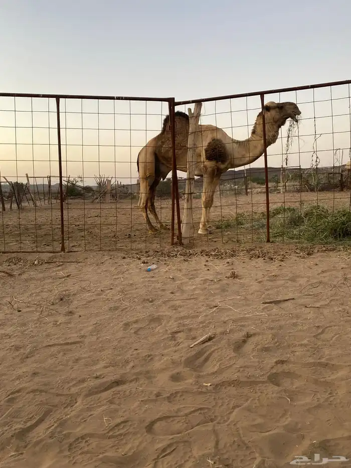 جمل للبيع 6