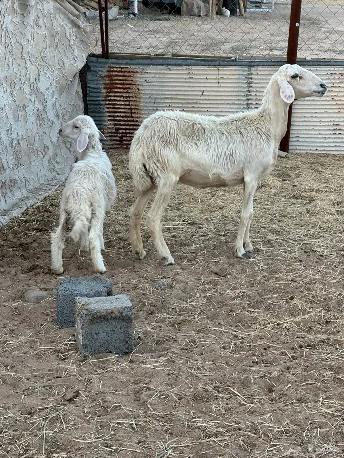 سديس عليها رخل صفراء برصا 0