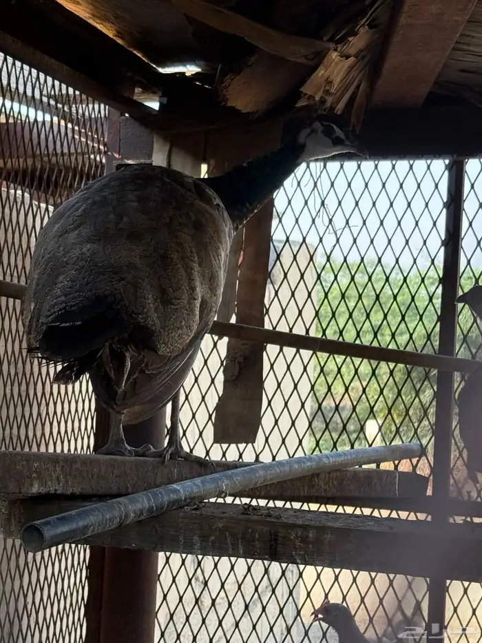 انثى طاووس 5