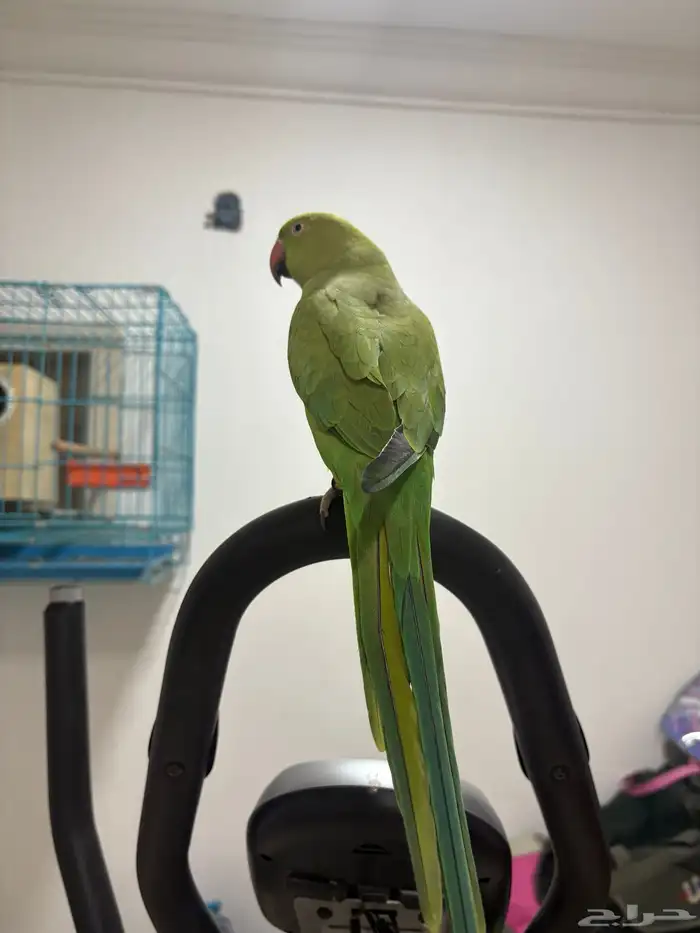 انثى ببغاء الدرة متكلمة 4