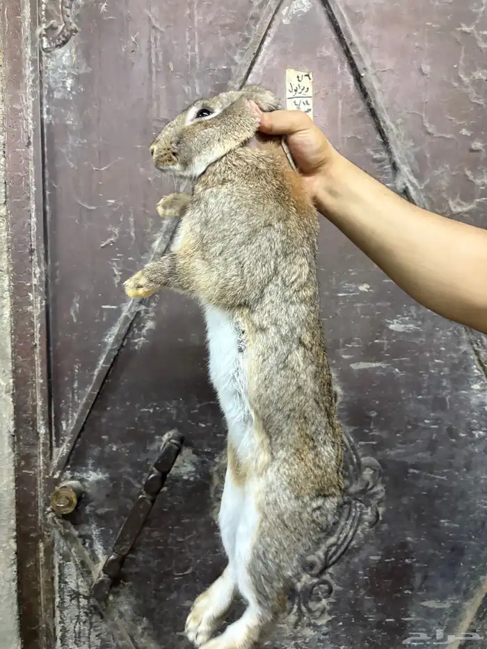 أرنب شنشلا بيور 3