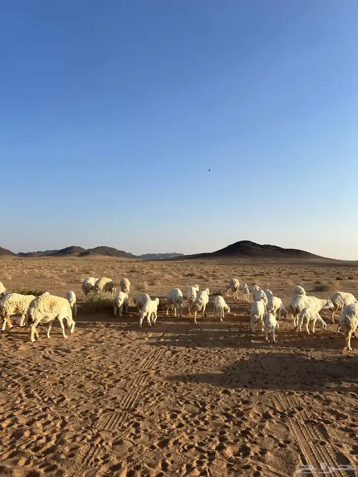 غنم مراح العدد 51 رأس 7