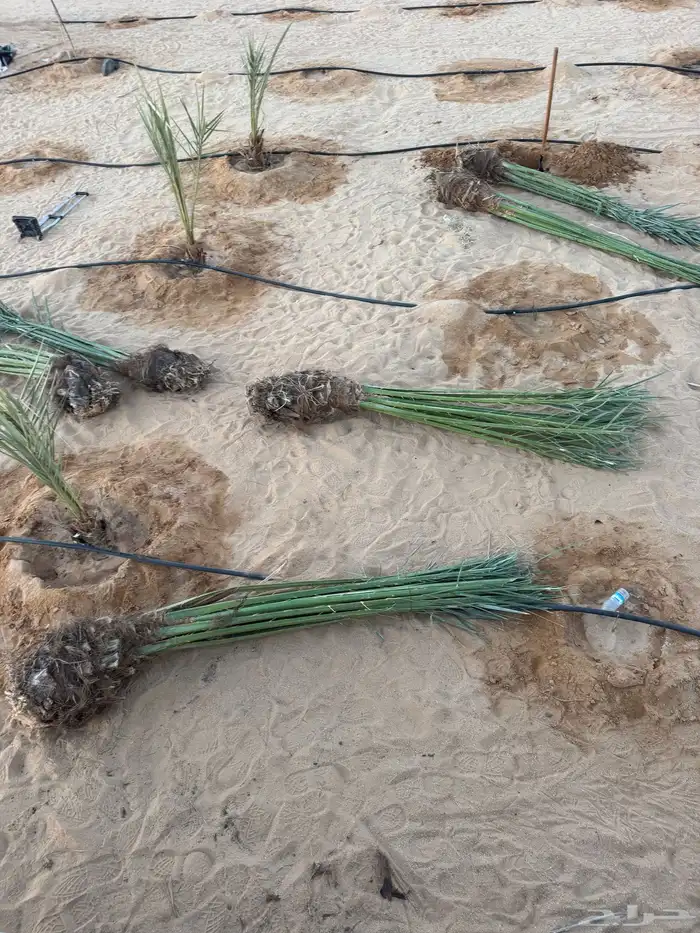 نخيل لبيع 10