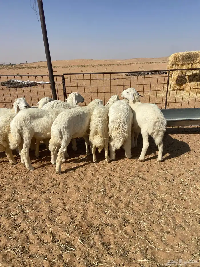 بهم حري خرفان 9