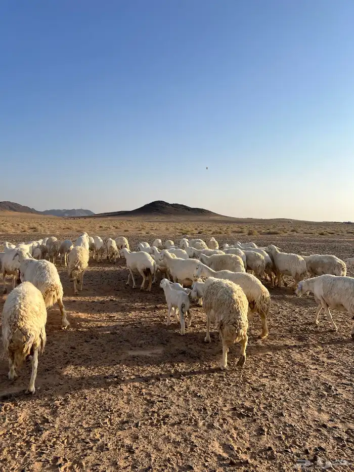 غنم مراح العدد 51 رأس 0