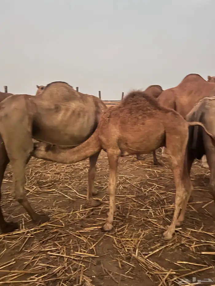 صامطة قريب من قرية الخضراء 0