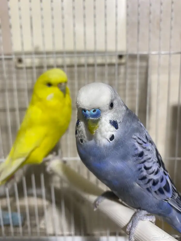 طيور البادجي 1