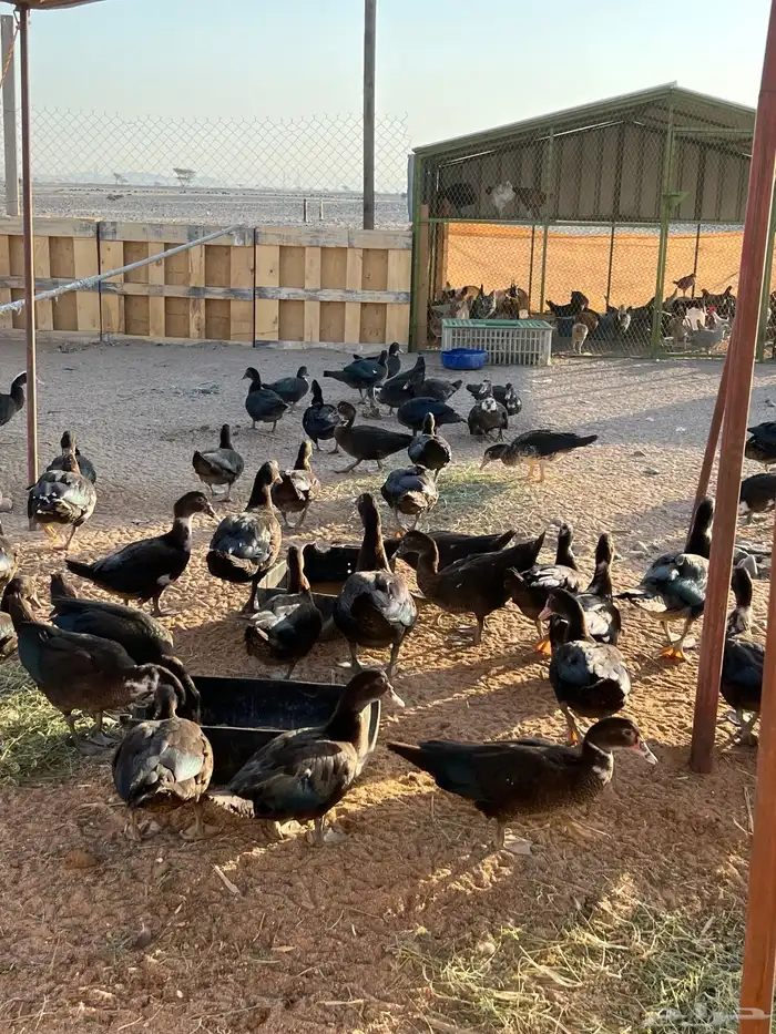 بط بلدي مسكوفي 1