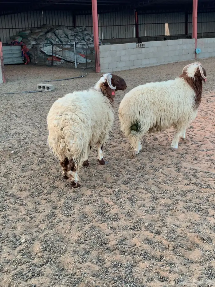 جذعان 10 شهور 0