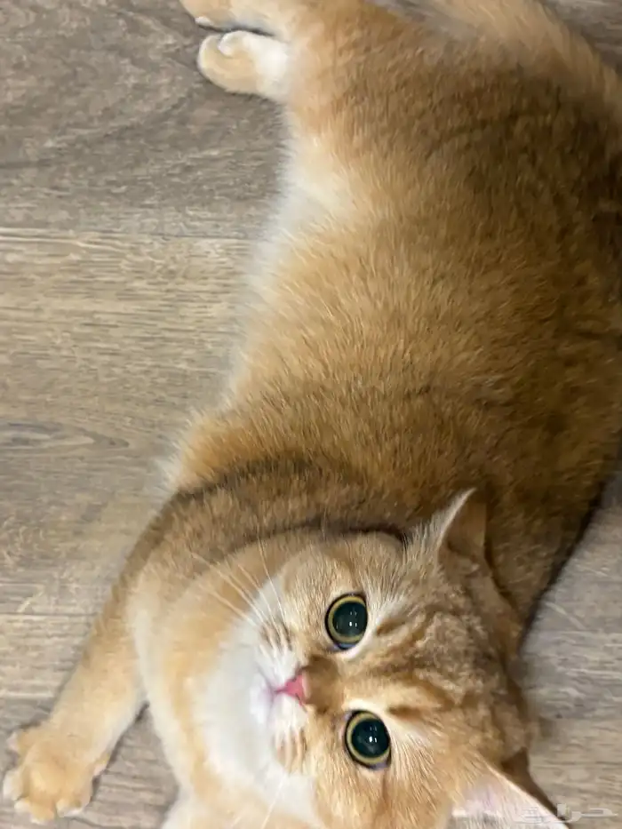 فندقة قطط بالرياض CatsHotelRiyadh 0