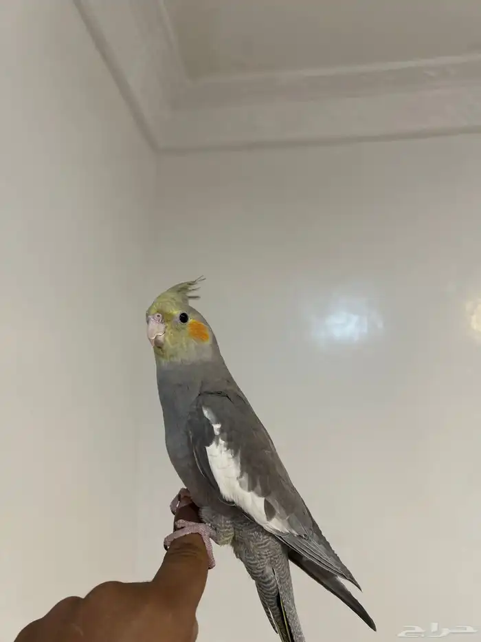 كروان العمر 5 شهور أليفه 1