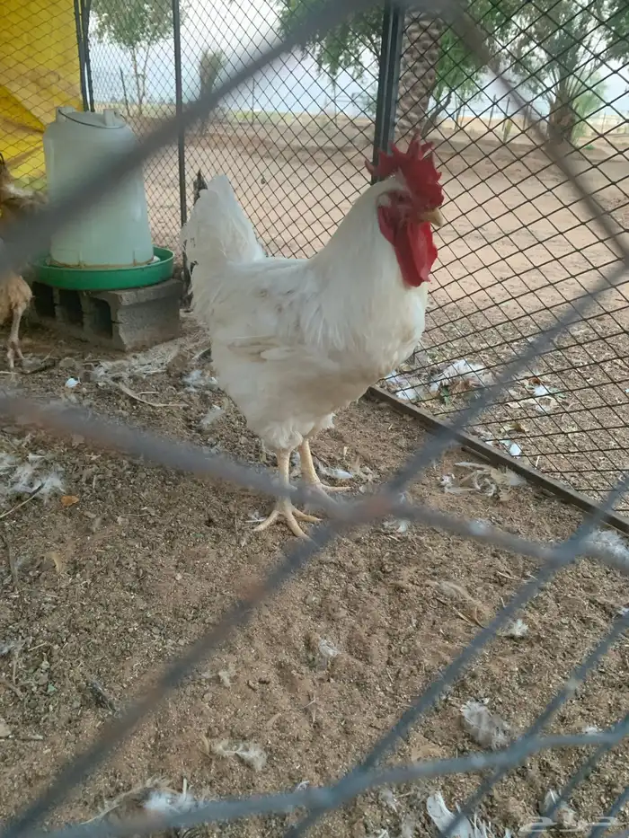 دجاج تركي 7