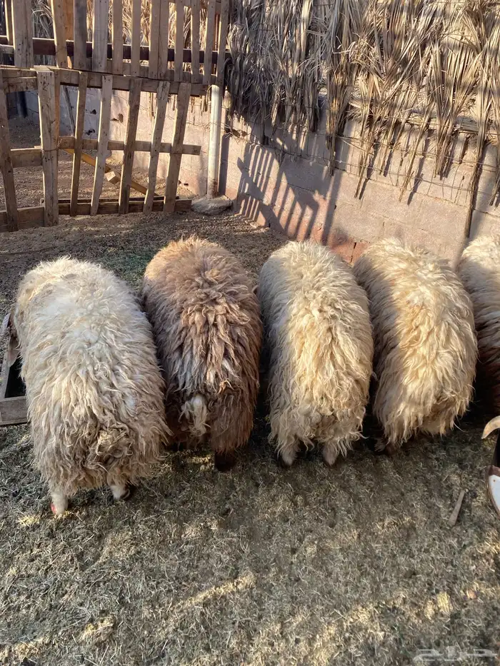 جذعان فاخره مقفله 0