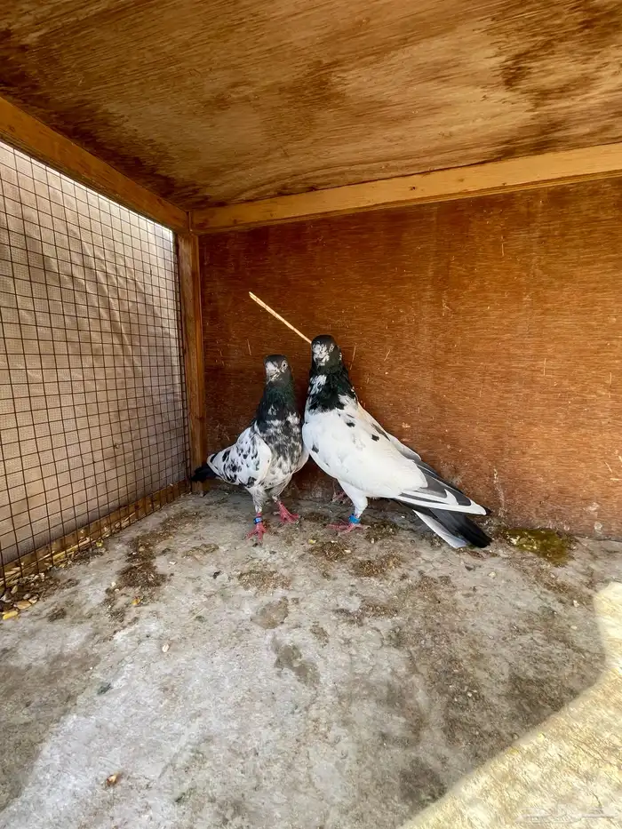 زوج باكستاني 2