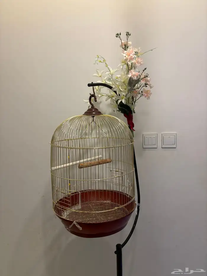 علاقة طيور وقفص 0