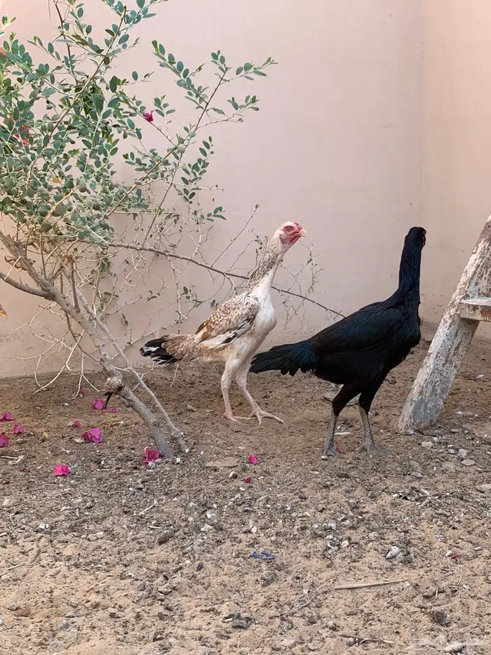 دجاجه باكستاني و ديك باكستاني 1