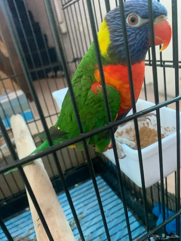 للبيع طير لوري اليف 2