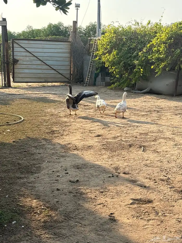 وز ذكر و انثتين 6