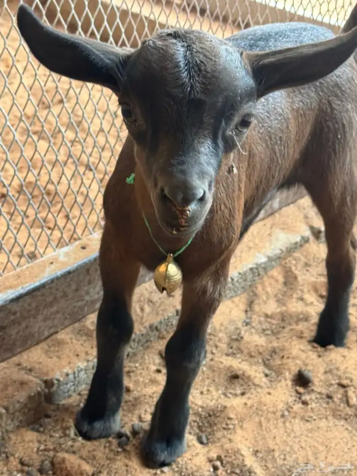 ماعز قزمية معها جفره للبيع 7