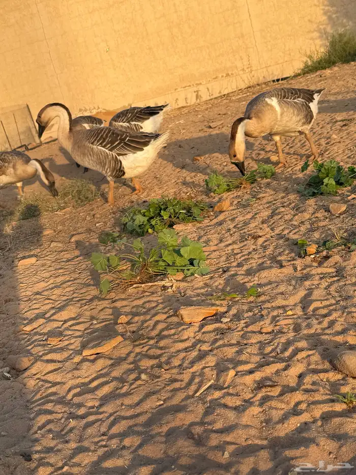 وز عراقي (توصيل مجاني داخل البكيرية ) 1