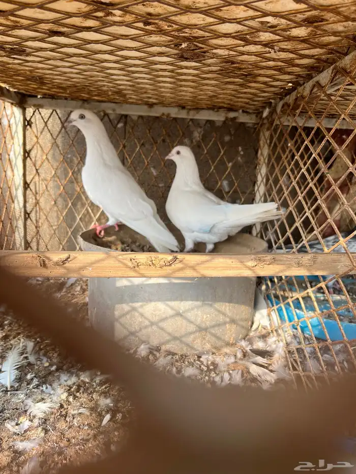 حمام باكستاني وحش 0