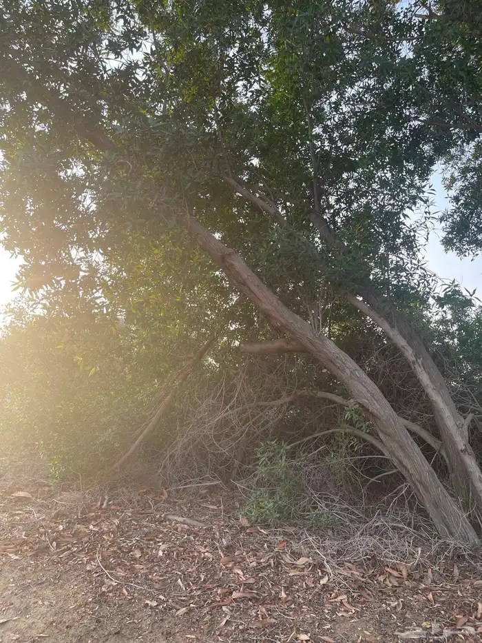 القنفذة - مركز حلي 1