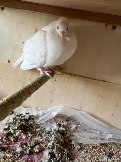 حمام صنعاوي. مع فرخ index