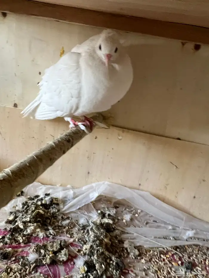 حمام صنعاوي. مع فرخ 2