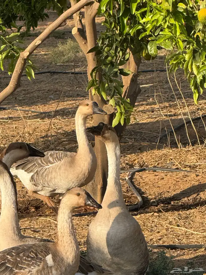 وز عراقي (توصيل مجاني داخل البكيرية ) 0