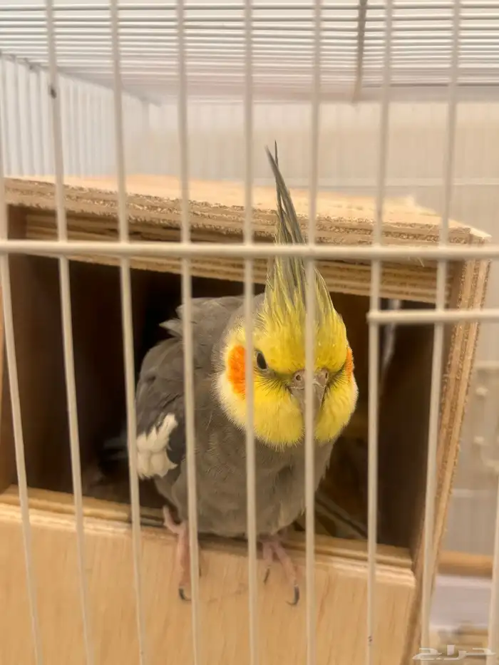 زوج كروان للبيع مع بيضه ( وطيور للبيع بعد 1