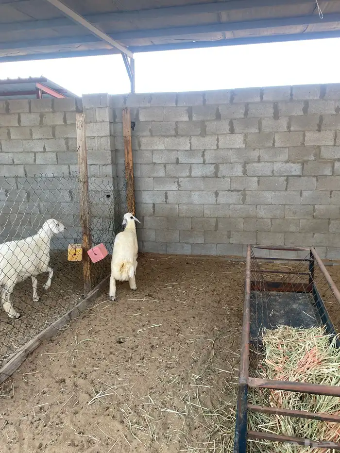 خروف سته اشهور يزيد ينقص فل الفل ظهر وجنب وطرف 4