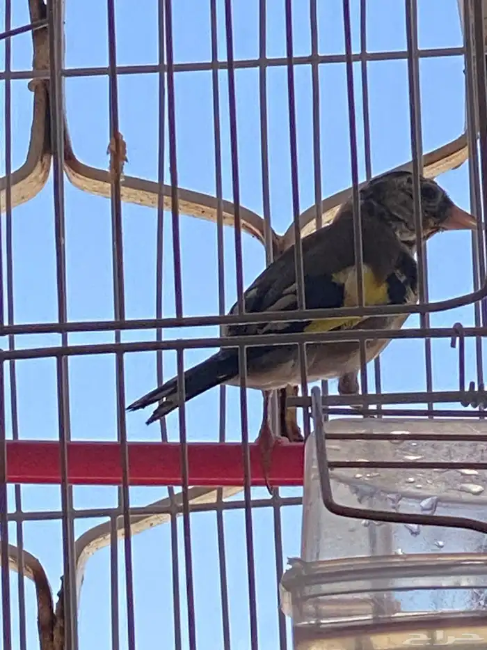 حسون سوري فرخ ذكر تم البيع 2